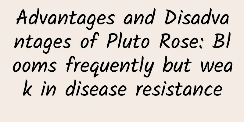 Advantages and Disadvantages of Pluto Rose: Blooms frequently but weak in disease resistance