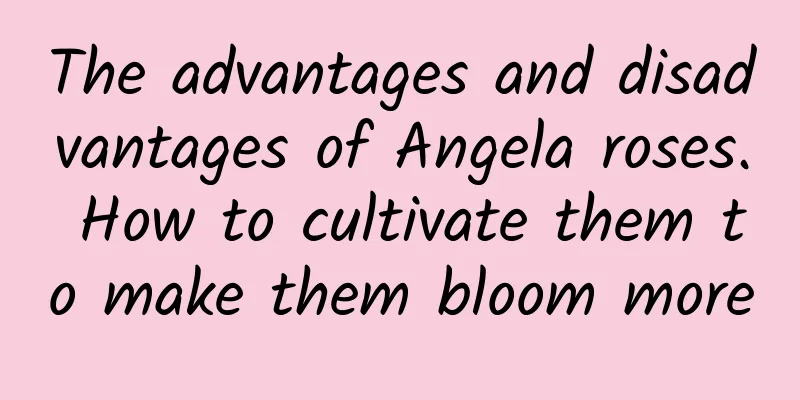 The advantages and disadvantages of Angela roses. How to cultivate them to make them bloom more