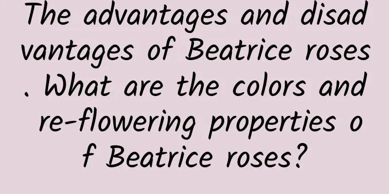 The advantages and disadvantages of Beatrice roses. What are the colors and re-flowering properties of Beatrice roses?
