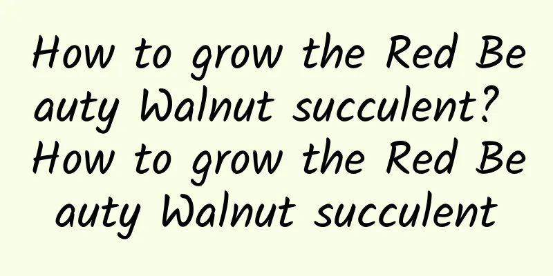 How to grow the Red Beauty Walnut succulent? How to grow the Red Beauty Walnut succulent