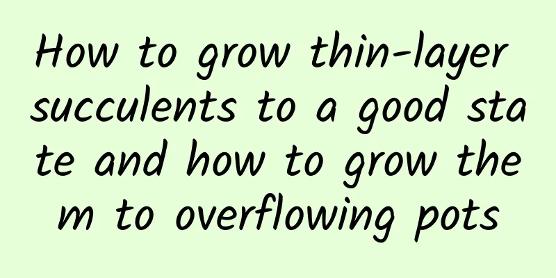 How to grow thin-layer succulents to a good state and how to grow them to overflowing pots