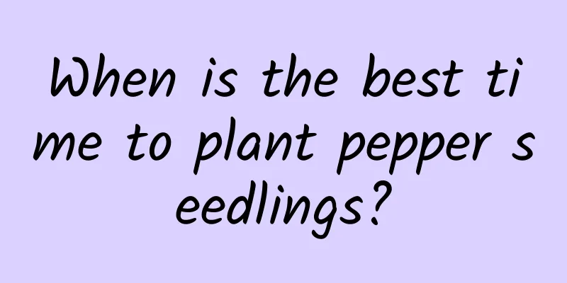 When is the best time to plant pepper seedlings?