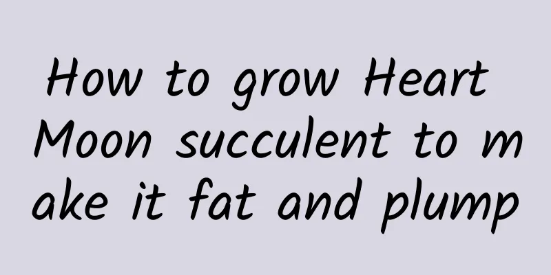 How to grow Heart Moon succulent to make it fat and plump