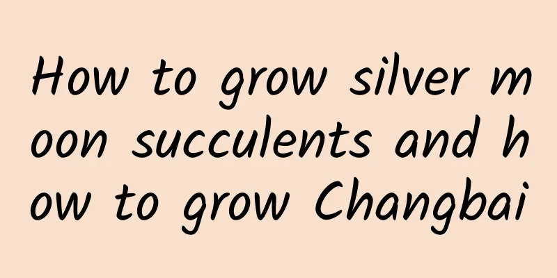 How to grow silver moon succulents and how to grow Changbai