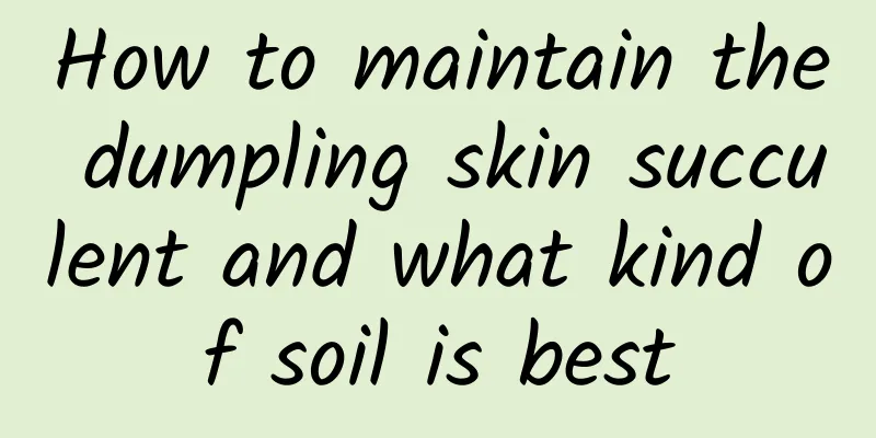 How to maintain the dumpling skin succulent and what kind of soil is best
