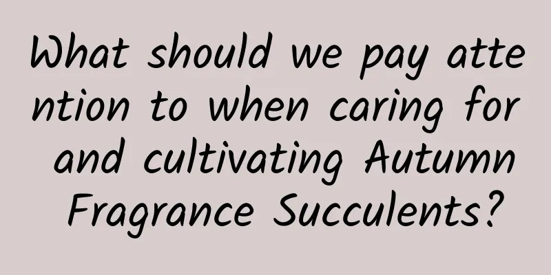 What should we pay attention to when caring for and cultivating Autumn Fragrance Succulents?