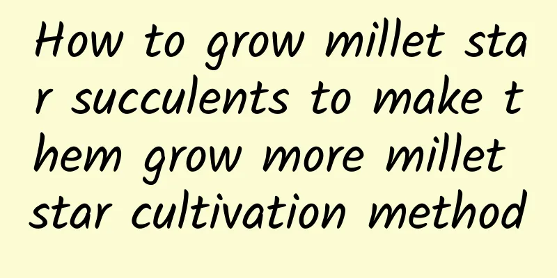 How to grow millet star succulents to make them grow more millet star cultivation method