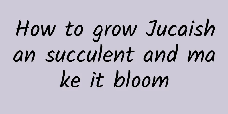 How to grow Jucaishan succulent and make it bloom