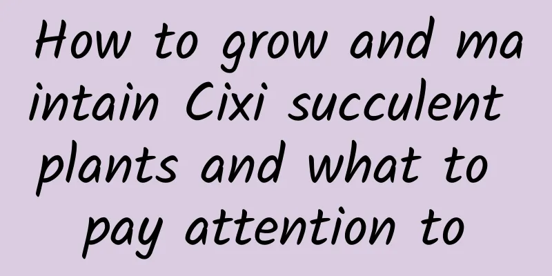 How to grow and maintain Cixi succulent plants and what to pay attention to