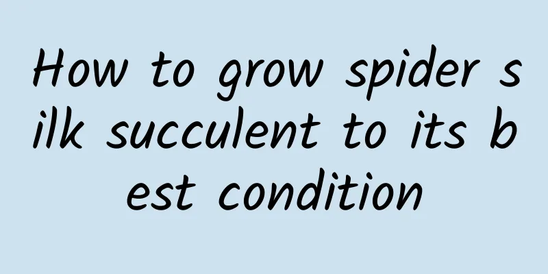 How to grow spider silk succulent to its best condition