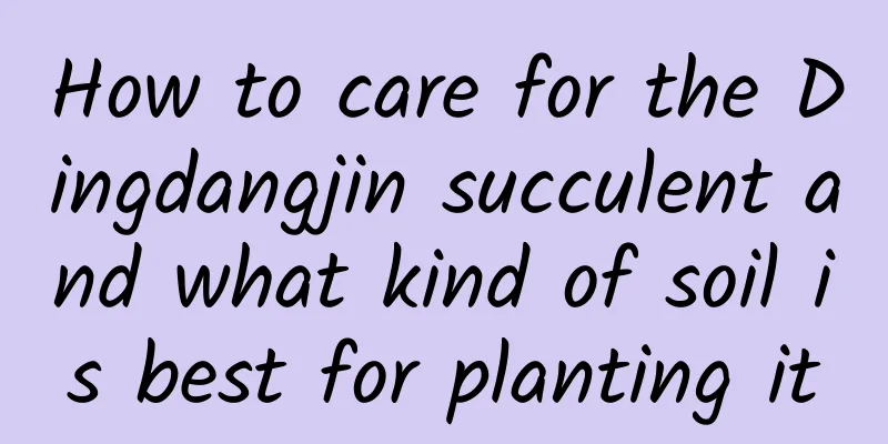How to care for the Dingdangjin succulent and what kind of soil is best for planting it