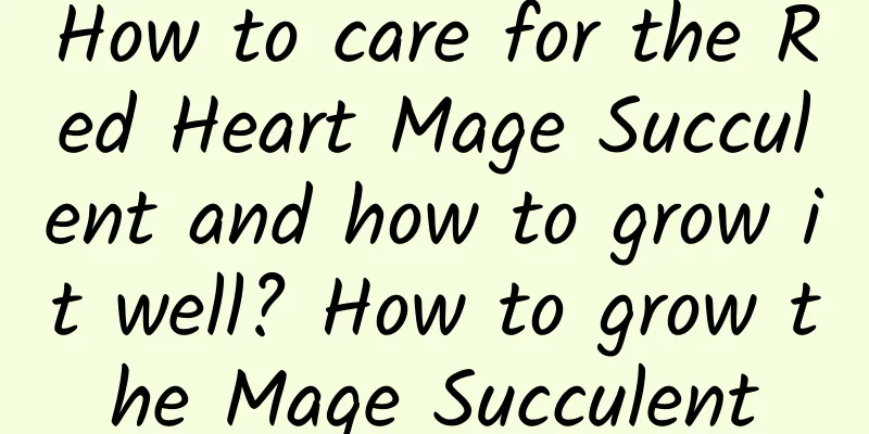 How to care for the Red Heart Mage Succulent and how to grow it well? How to grow the Mage Succulent