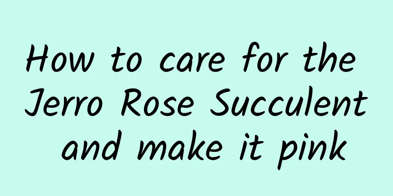 How to care for the Jerro Rose Succulent and make it pink