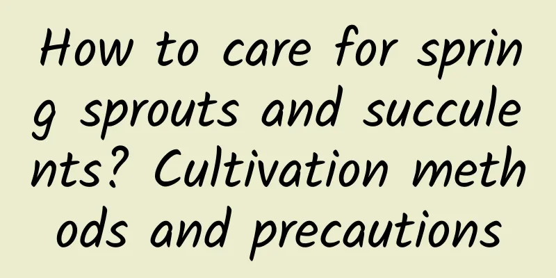 How to care for spring sprouts and succulents? Cultivation methods and precautions