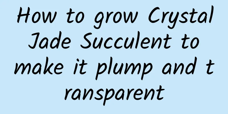 How to grow Crystal Jade Succulent to make it plump and transparent