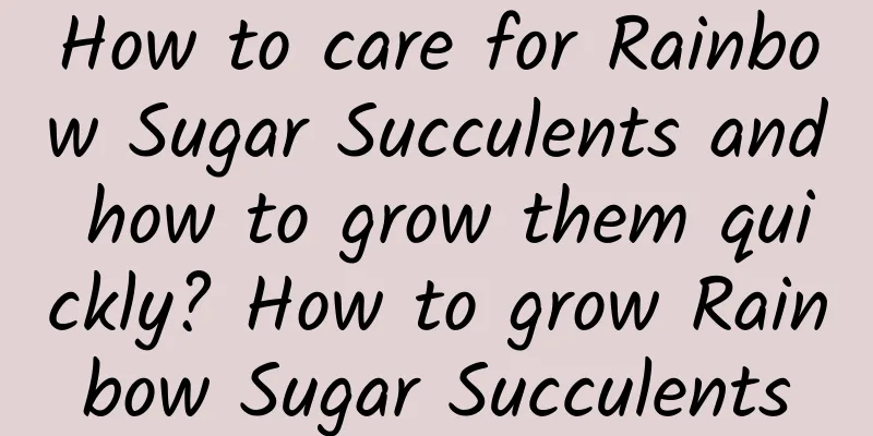 How to care for Rainbow Sugar Succulents and how to grow them quickly? How to grow Rainbow Sugar Succulents