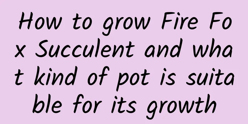 How to grow Fire Fox Succulent and what kind of pot is suitable for its growth