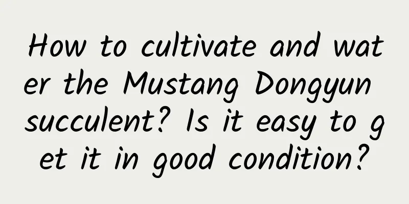 How to cultivate and water the Mustang Dongyun succulent? Is it easy to get it in good condition?