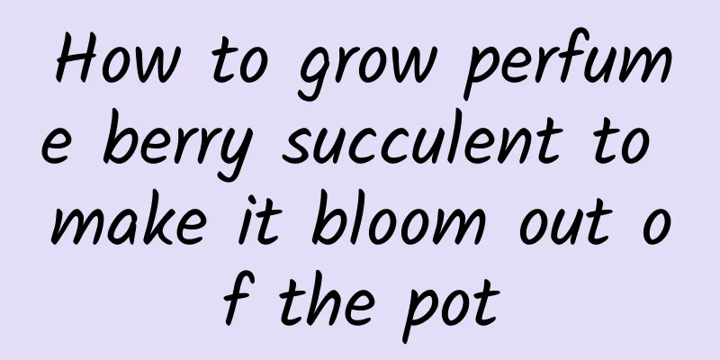 How to grow perfume berry succulent to make it bloom out of the pot