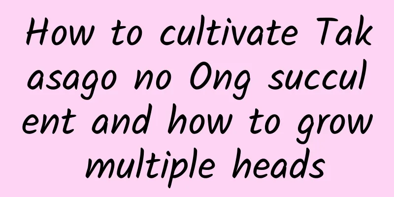 How to cultivate Takasago no Ong succulent and how to grow multiple heads