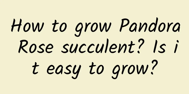 How to grow Pandora Rose succulent? Is it easy to grow?