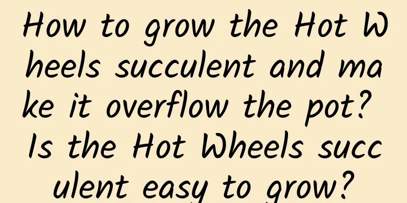 How to grow the Hot Wheels succulent and make it overflow the pot? Is the Hot Wheels succulent easy to grow?
