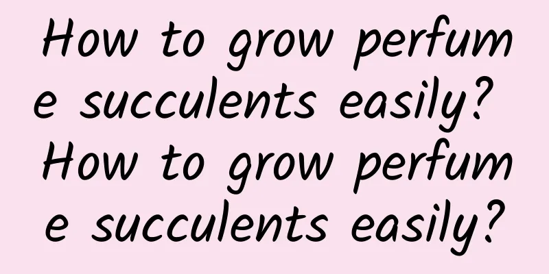 How to grow perfume succulents easily? How to grow perfume succulents easily?
