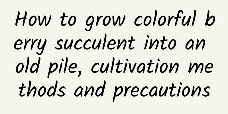 How to grow colorful berry succulent into an old pile, cultivation methods and precautions
