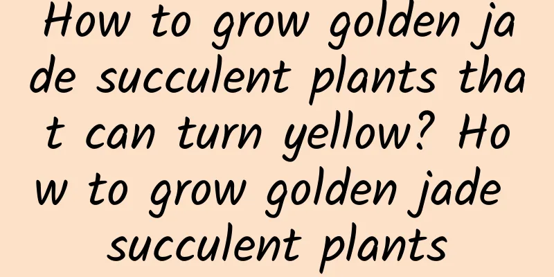 How to grow golden jade succulent plants that can turn yellow? How to grow golden jade succulent plants