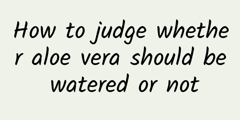 How to judge whether aloe vera should be watered or not
