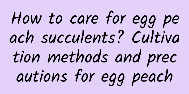How to care for egg peach succulents? Cultivation methods and precautions for egg peach