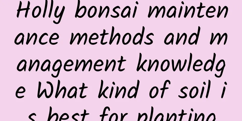 Holly bonsai maintenance methods and management knowledge What kind of soil is best for planting