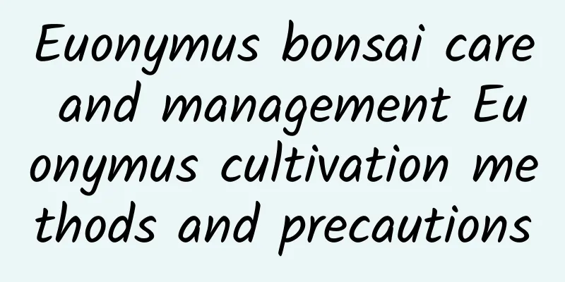 Euonymus bonsai care and management Euonymus cultivation methods and precautions