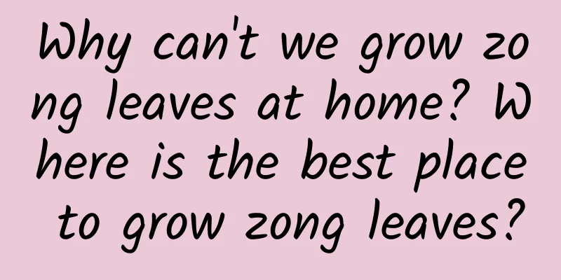 Why can't we grow zong leaves at home? Where is the best place to grow zong leaves?