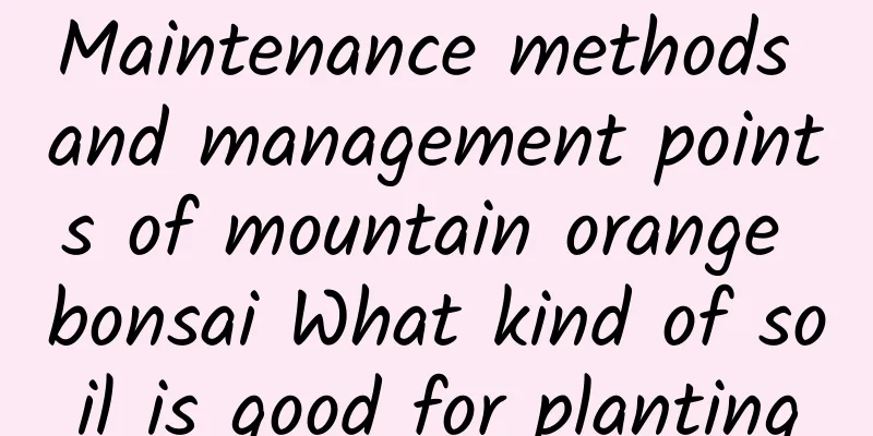 Maintenance methods and management points of mountain orange bonsai What kind of soil is good for planting
