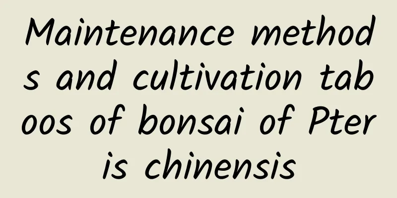 Maintenance methods and cultivation taboos of bonsai of Pteris chinensis