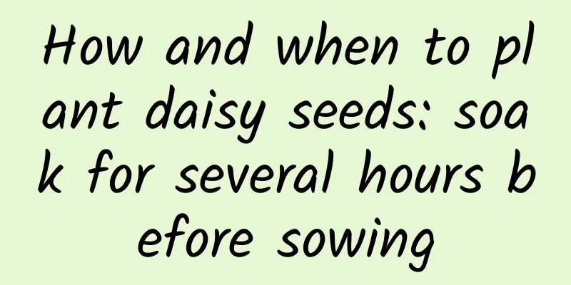 How and when to plant daisy seeds: soak for several hours before sowing