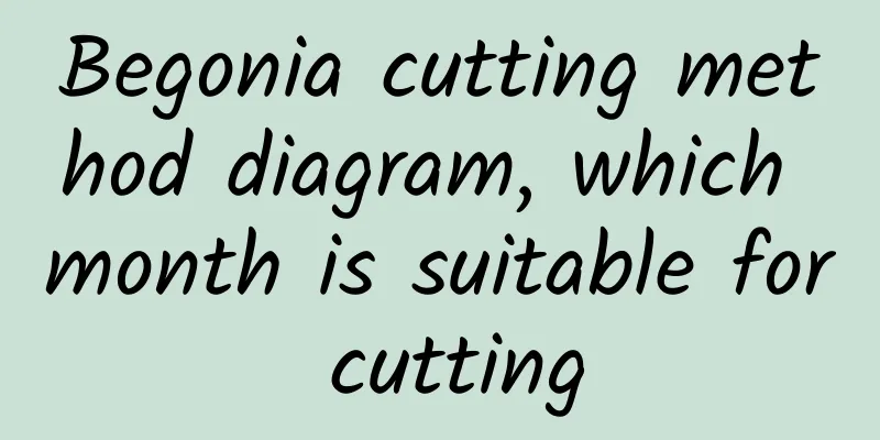 Begonia cutting method diagram, which month is suitable for cutting