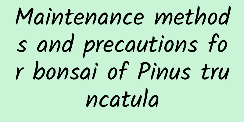 Maintenance methods and precautions for bonsai of Pinus truncatula