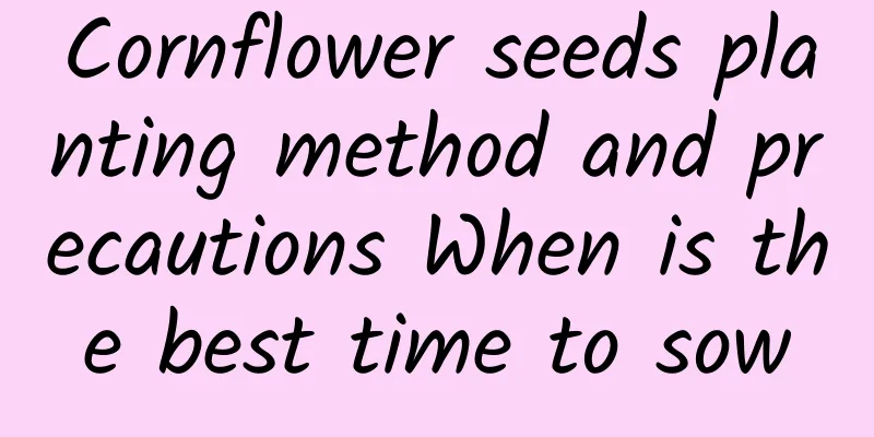 Cornflower seeds planting method and precautions When is the best time to sow