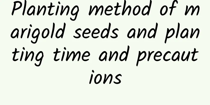 Planting method of marigold seeds and planting time and precautions