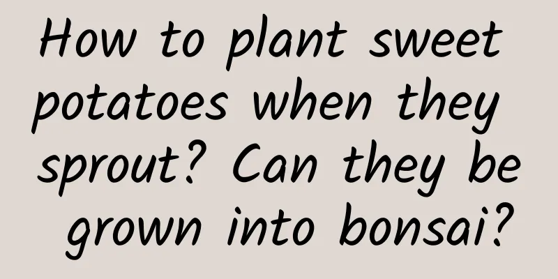 How to plant sweet potatoes when they sprout? Can they be grown into bonsai?