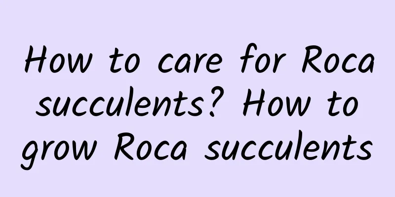 How to care for Roca succulents? How to grow Roca succulents