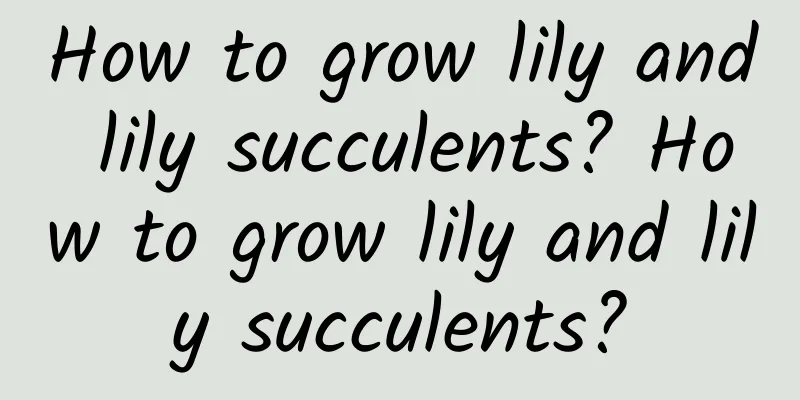 How to grow lily and lily succulents? How to grow lily and lily succulents?