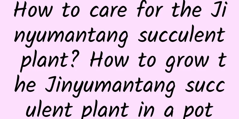 How to care for the Jinyumantang succulent plant? How to grow the Jinyumantang succulent plant in a pot