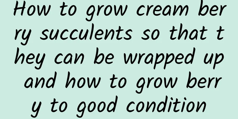 How to grow cream berry succulents so that they can be wrapped up and how to grow berry to good condition