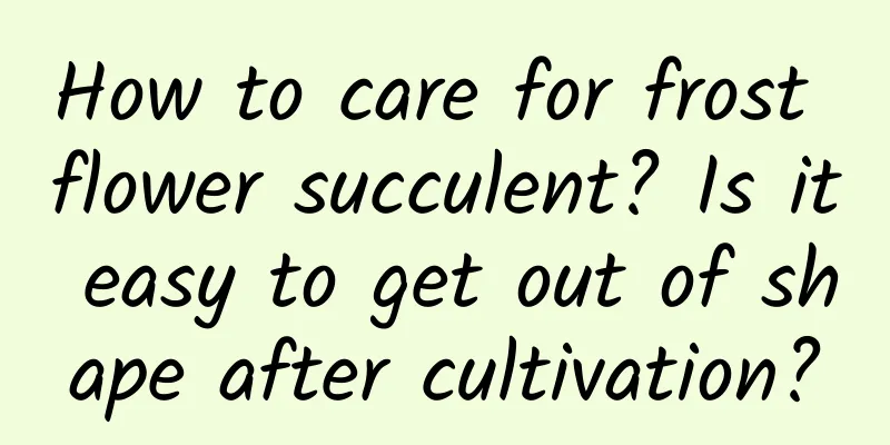How to care for frost flower succulent? Is it easy to get out of shape after cultivation?