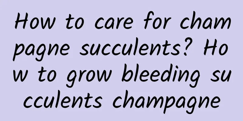How to care for champagne succulents? How to grow bleeding succulents champagne