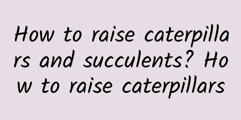 How to raise caterpillars and succulents? How to raise caterpillars