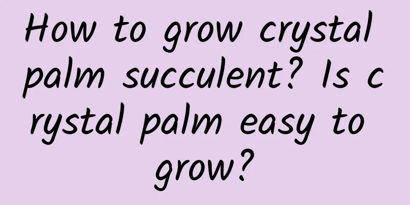 How to grow crystal palm succulent? Is crystal palm easy to grow?